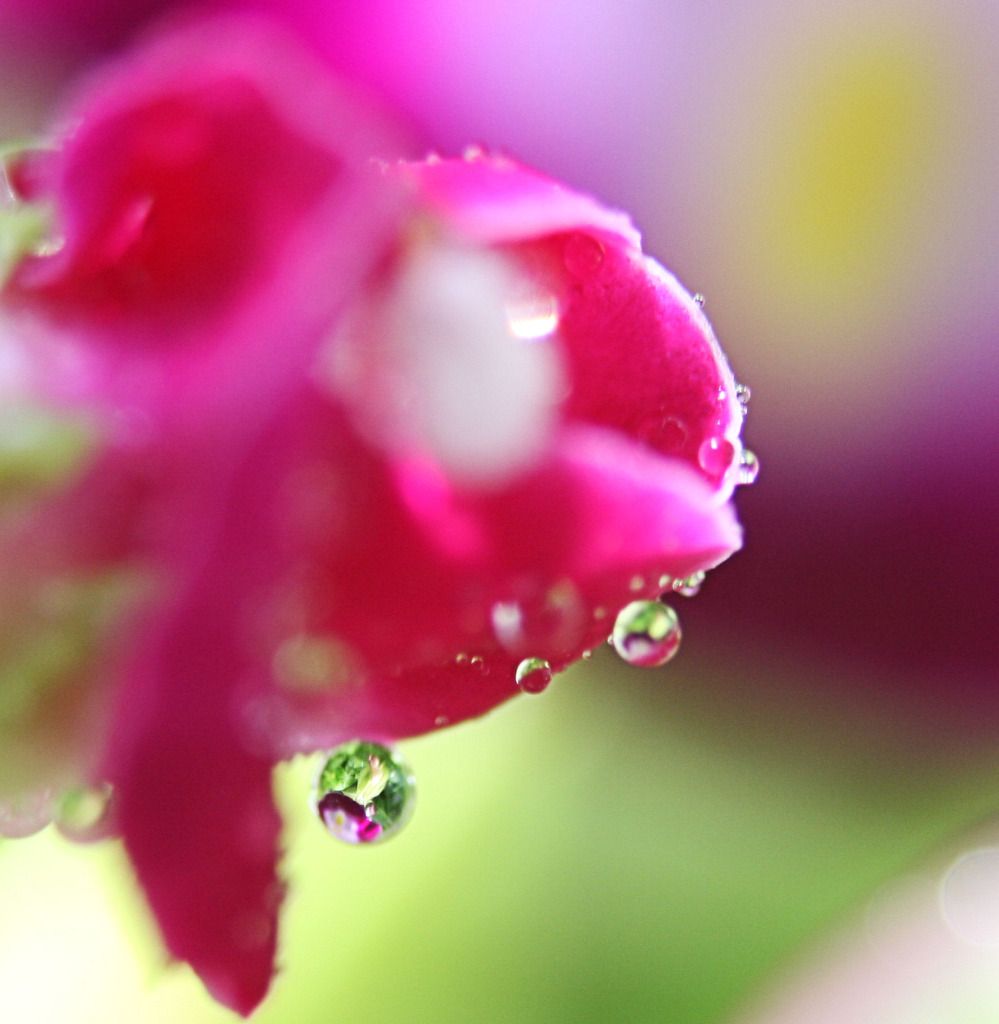 IMAGE: http://i36.photobucket.com/albums/e28/dhayling/Macro%20Images/WaterDropReflection2.jpg