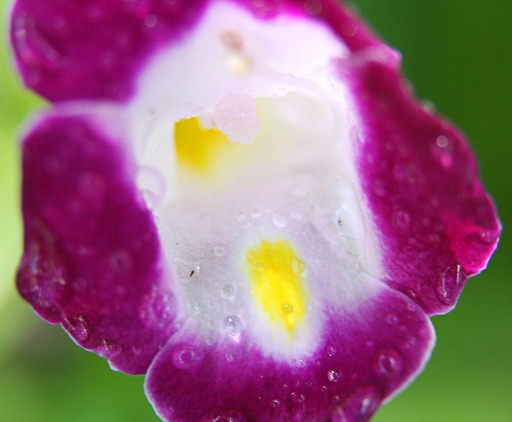 IMAGE: http://i36.photobucket.com/albums/e28/dhayling/Macro%20Images/WaterDrops1_1.jpg