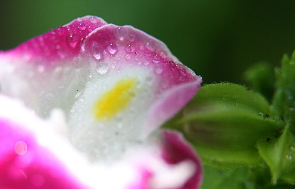 IMAGE: http://i36.photobucket.com/albums/e28/dhayling/Macro%20Images/WaterDrops3.jpg