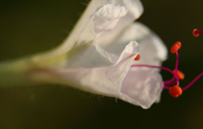 IMAGE: http://i36.photobucket.com/albums/e28/dhayling/Macro%20Images/WhiteBlossomSide.jpg