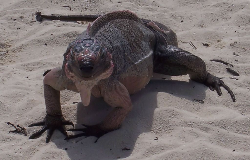 IMAGE: http://i36.photobucket.com/albums/e28/dhayling/Nature/Iguana_portrait_pp.jpg