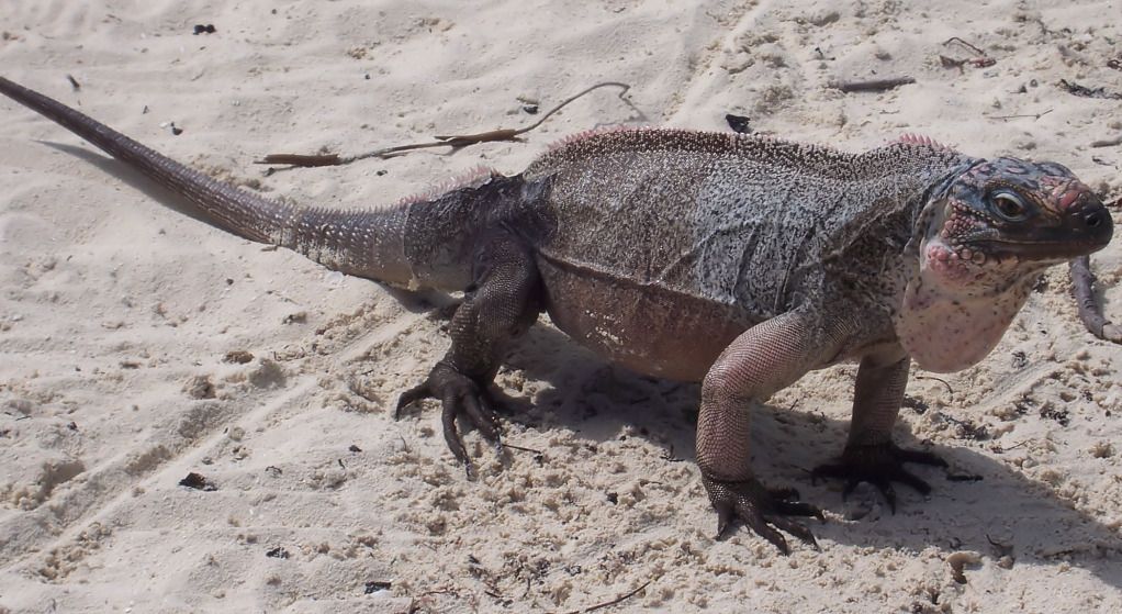 IMAGE: http://i36.photobucket.com/albums/e28/dhayling/Nature/Iguana_pp_DNR.jpg