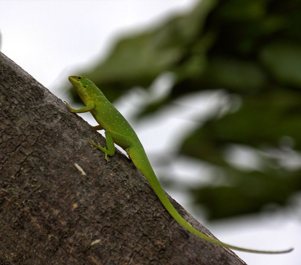 Green Lizard photo lizardside_cropped_sharpened.jpg