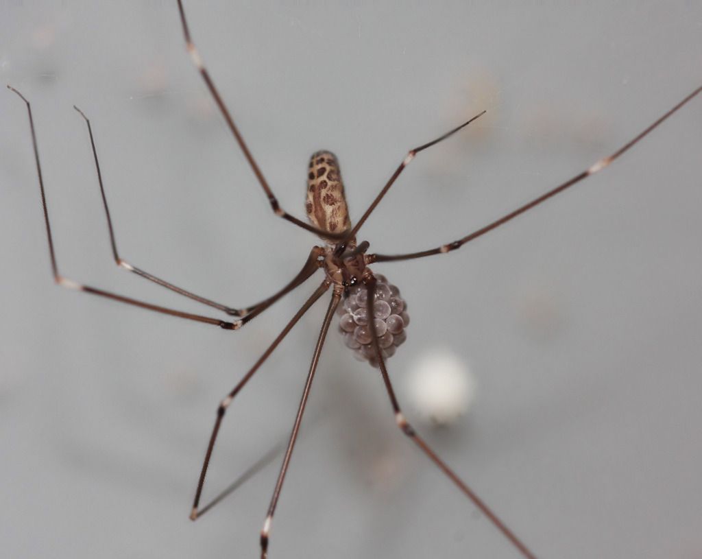 IMAGE: http://i36.photobucket.com/albums/e28/dhayling/Spiderandeggs.jpg