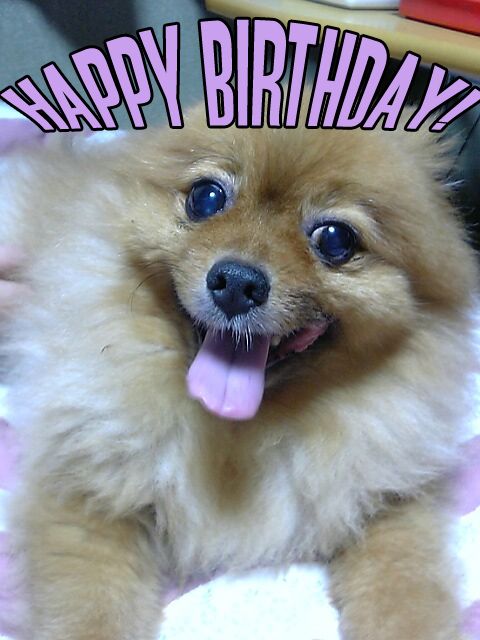 Birthday_Dog.jpg