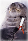 seal-approval.png