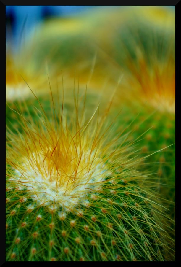 Fotografie
