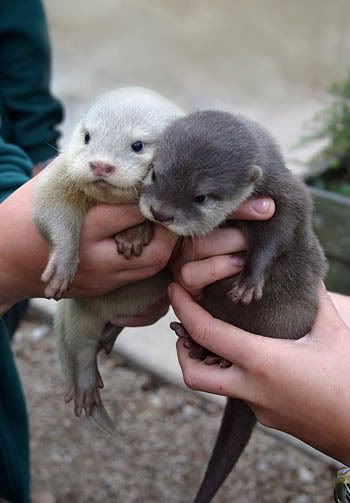Otters Pictures, Images and Photos