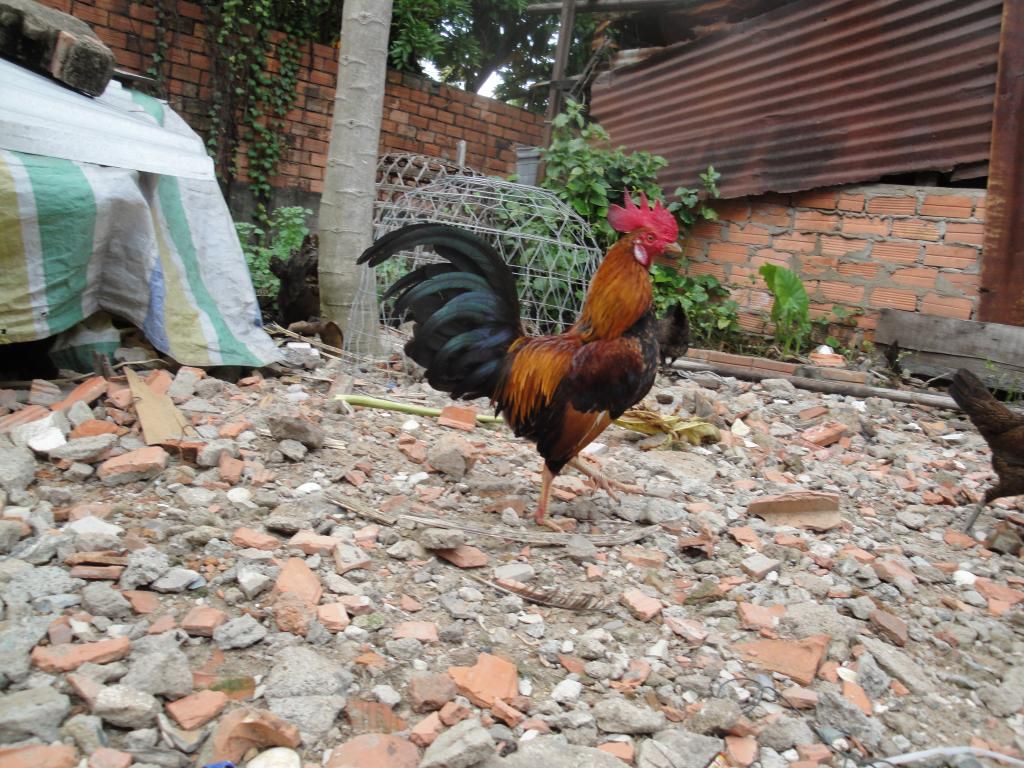 Gò Vấp Trang Trại Mini Gà Rừng + Gà USA !!! - 1