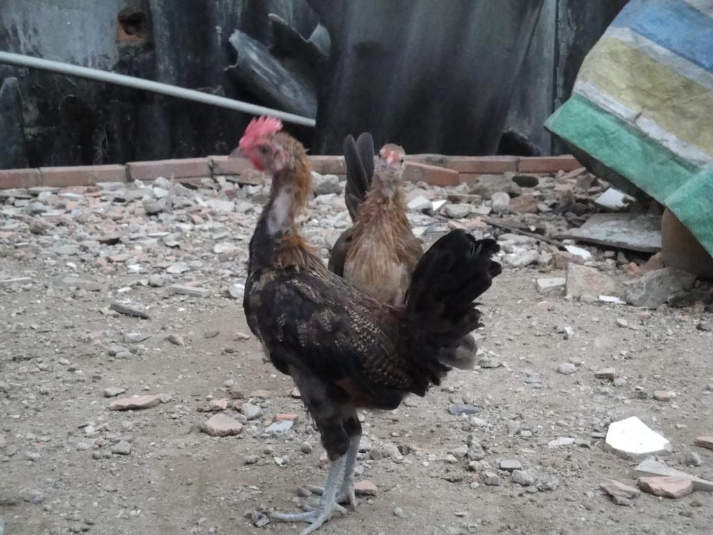 Gò Vấp Trang Trại Mini Gà Rừng + Gà USA !!! - 6