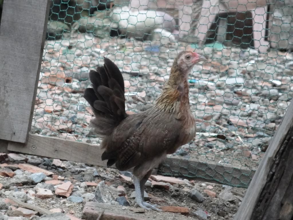 Gò Vấp Trang Trại Mini Gà Rừng + Gà USA !!! - 5