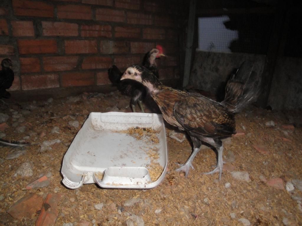 Gò Vấp Trang Trại Mini Gà Rừng + Gà USA !!! - 4