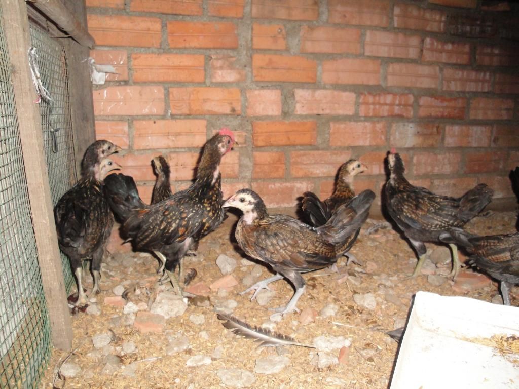 Gò Vấp Trang Trại Mini Gà Rừng + Gà USA !!! - 3