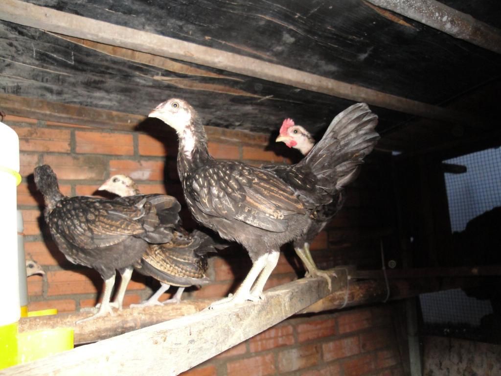 Gò Vấp Trang Trại Mini Gà Rừng + Gà USA !!! - 2