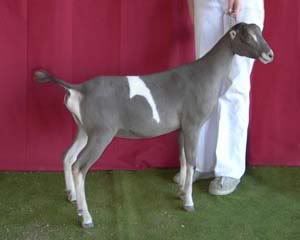 An update on my wimpy yet fancy lamancha question- pics - Goats