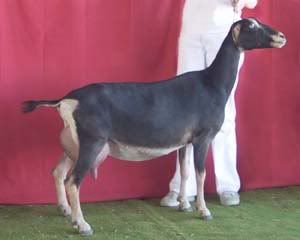 An update on my wimpy yet fancy lamancha question- pics - Goats