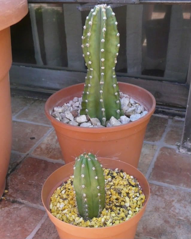 Cactus-1.jpg