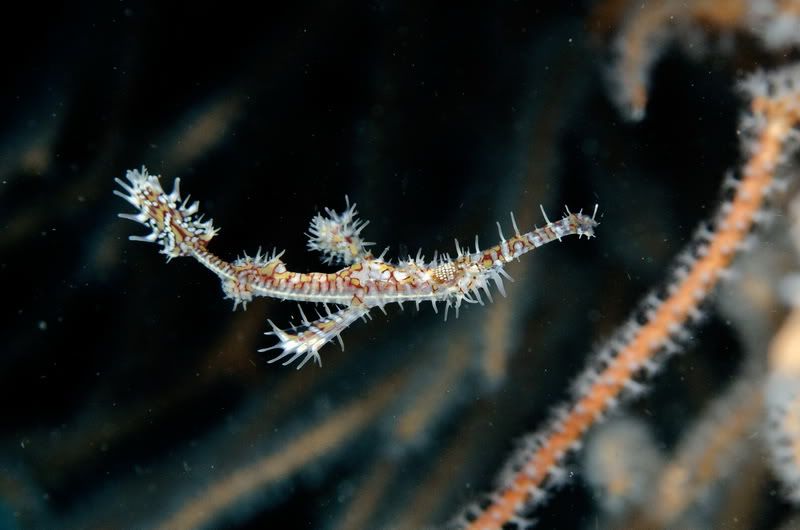 Day4Ghostpipefish.jpg