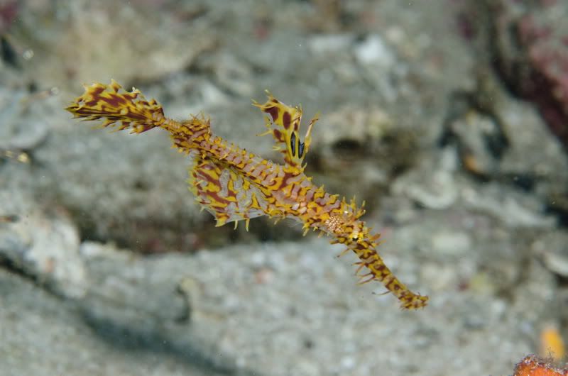 Day7Ghostpipefish.jpg