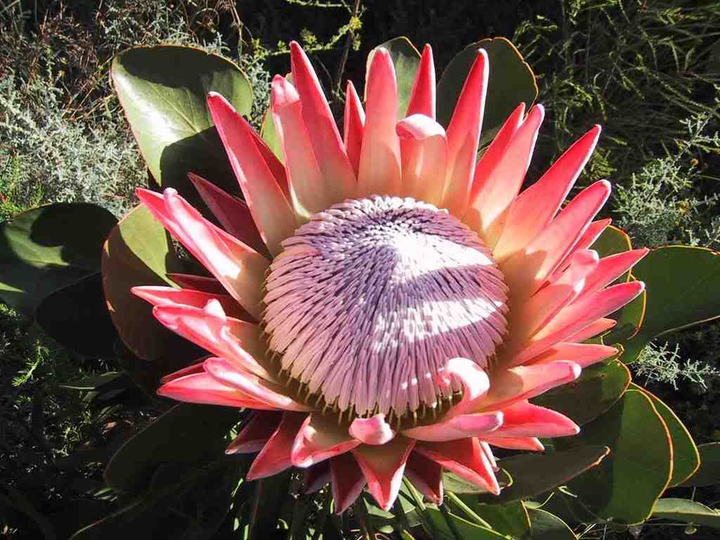 12.jpg Protea, South Africa image by colleenlcr