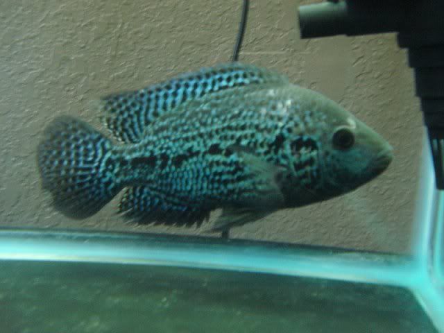 Oscar Hybrid Fish