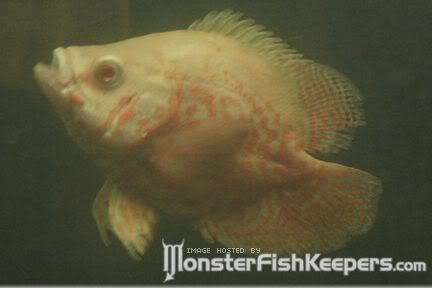 sb_oscar_mule_monsterfishkeepers_01.jpg