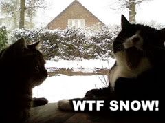 wtf snow Pictures, Images and Photos