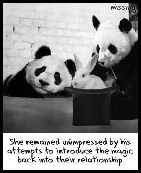 000162-panda_lurve.jpg