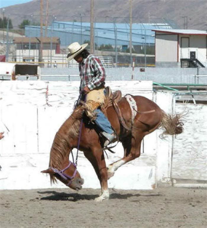 bronc1062Large.jpg