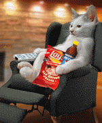 cat_watching_tv.gif