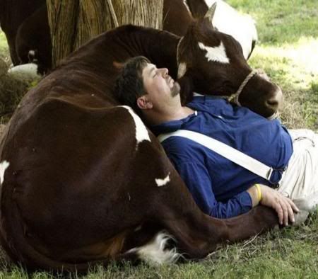 cowsleep.jpg