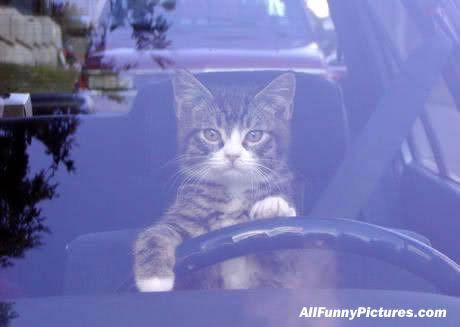 drivingcat.jpg