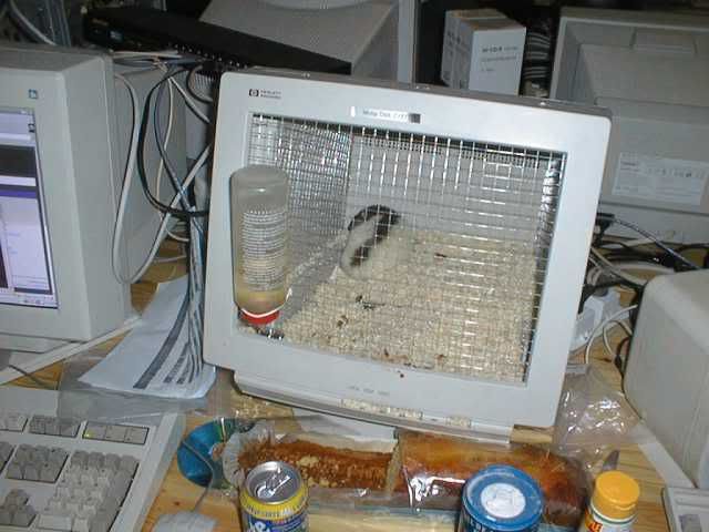 monitor_cage.jpg