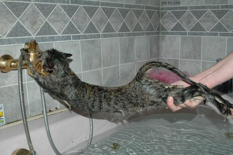 BathingACat.jpg