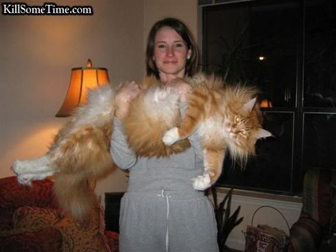 Largest-Cat.jpg