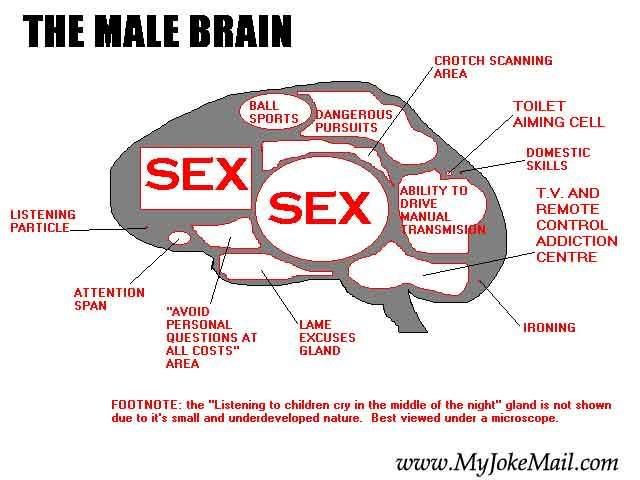 malebrain.jpg