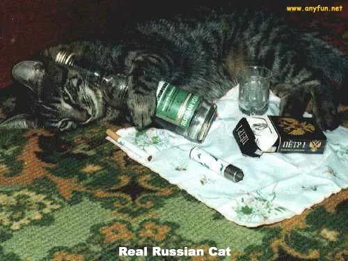 russiancat.jpg