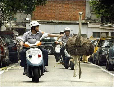 taipei_ostrich.jpg