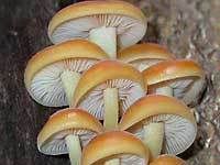 fungus.jpg