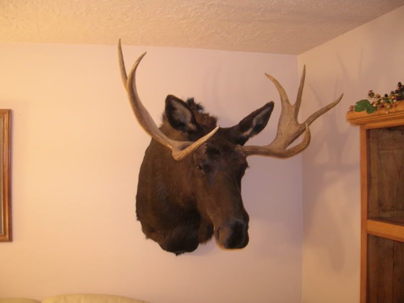 Moose antler size by age Utah Wildlife Forum