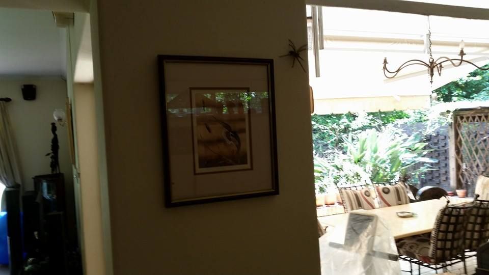 Spider1
