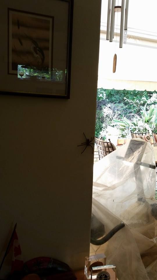 Spider2