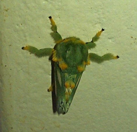 green moth