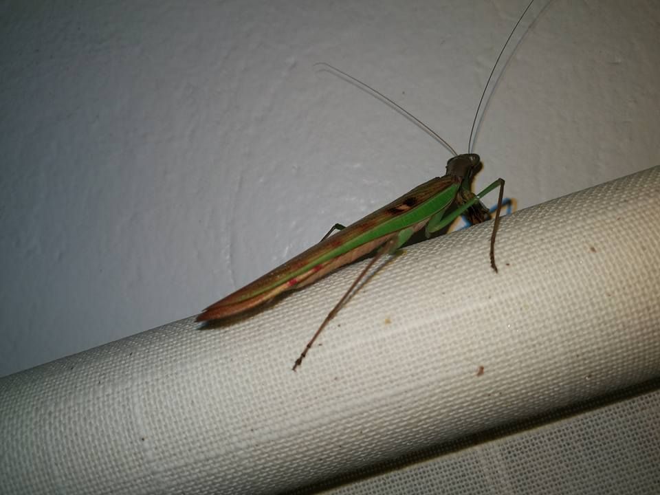 Mantis