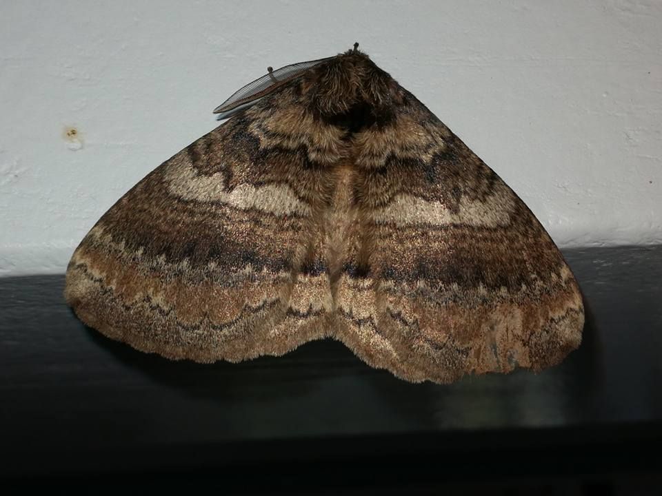 Port Edward moth1