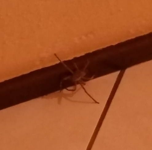 Spider3