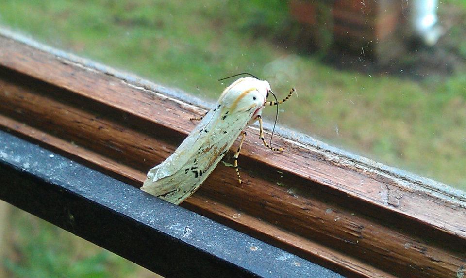 white moth