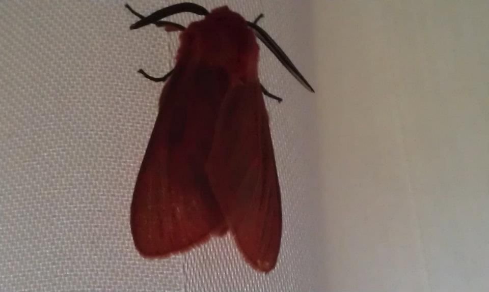red moth