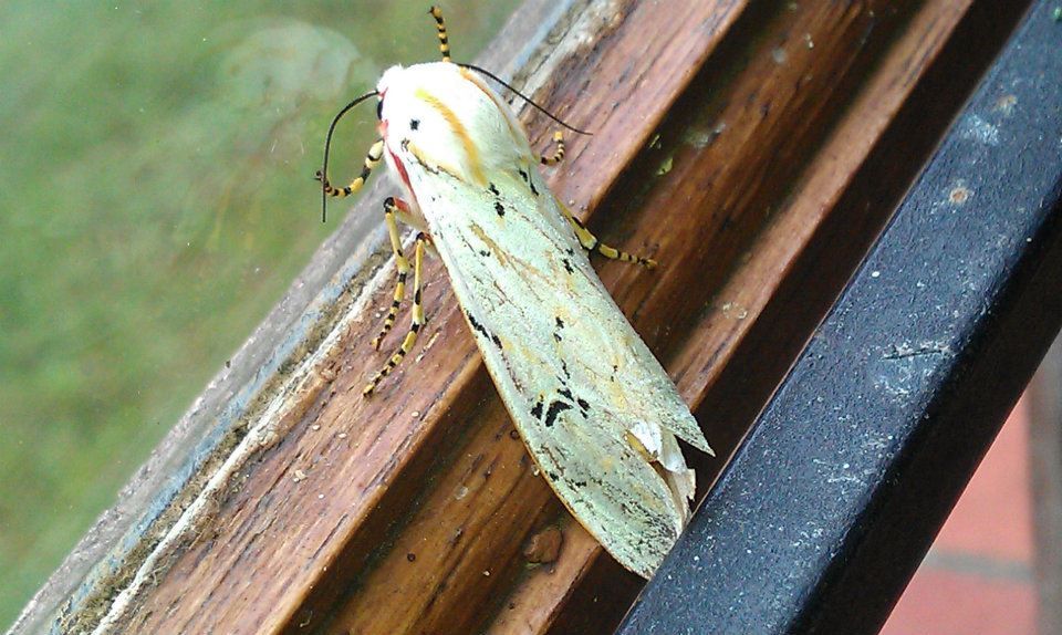 white moth