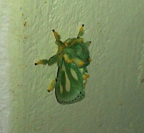 green moth
